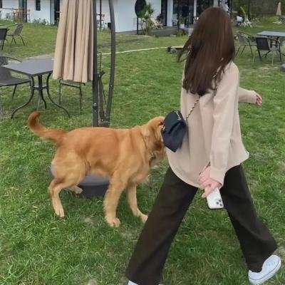 富贵俏女佣